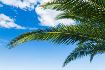 a palms leaves on the blue sky background