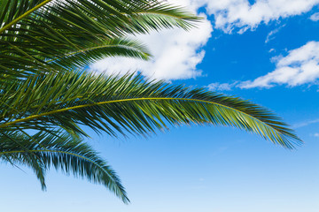 Fototapeta na wymiar a palms leaves on the blue sky background