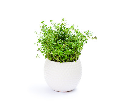 Thyme  Herbs In Pot Isolated On White Background