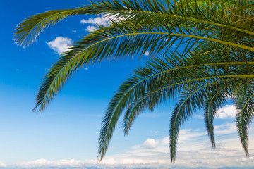 Fototapeta na wymiar a palms leaves on the blue sky background