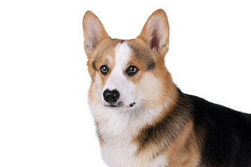 Welsh corgi dog on a white background