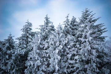 Winterwetter - mit Raureif bedeckter Fichtenwald