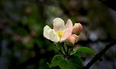 Apfelblüte im Frühling