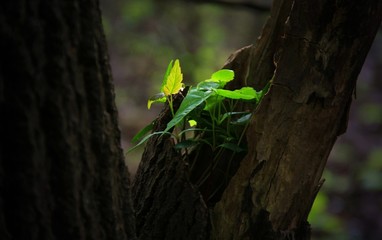 Neuer Wuchs im Totholz
