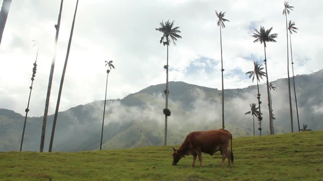 Cow With Wax Palm Trees, Hills and Clouds