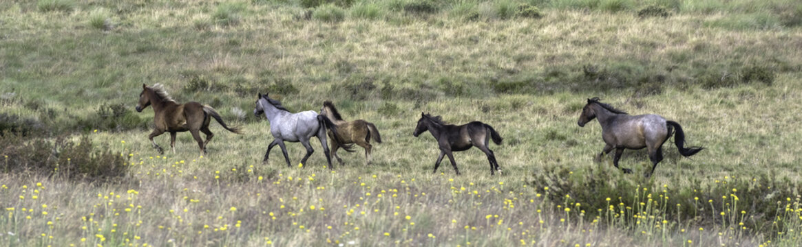 Brumby Panorama 2