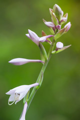 Macro photo of white flowers in summer