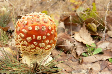 Muchomorek © HenrykCzornik