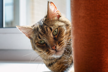 Striped gray with a yellow cat lying on the windowsill behind the curtain and basking in the sun