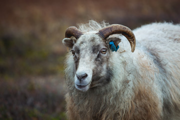Fototapeta premium Icelandic sheep face close up