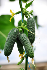 Ripe fruit hothouse cucumbers on the trellis