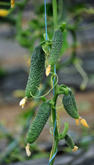 Ripe fruit hothouse cucumbers on the trellis