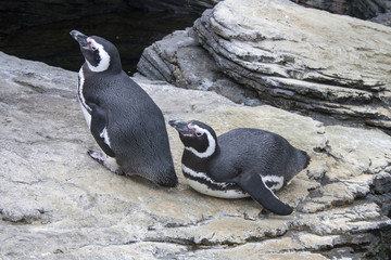 Two penguins sitting on a rock