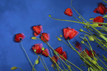 Obraz premium Amapolas (Papaver rhoeas)