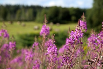 Fototapeta premium Lila Blumen auf Feld im Sommer mit Sommerwiese und Strohbballen Hintergrund