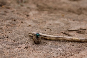 Bug, Dung beetle is rolling Dung, Rwanda, Afrika