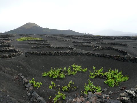 Weinberge auf Lavafeld in Lanzarote