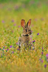 Conejo (Oryctolagus cuniculus)