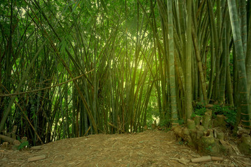 Fototapeta na wymiar Yellow bamboo in natural environment