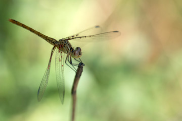 Close-up of dragonfly