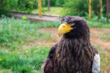 Stelller's sea eagle or Pelagicus haliaeetus