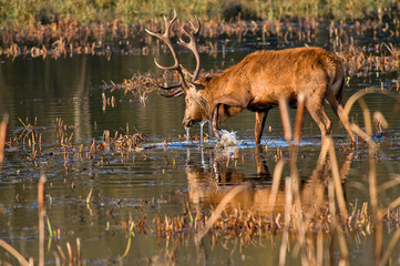 Ciervo en Salburua (Euskadi, Spain)