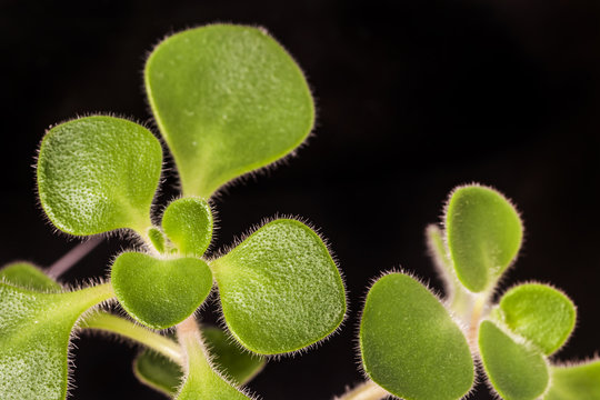 Aichryson leaves isolated on black background