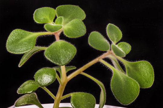 Aichryson leaves isolated on black background