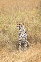 cheetah in tall grass