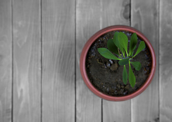 Flower pot on wood © Lasha Kilasonia