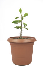Obraz premium Flower pot on wood