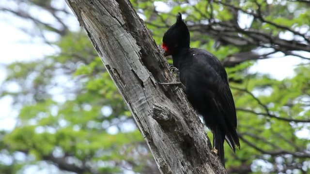 Magellanic (female) Woodpecker on Tree