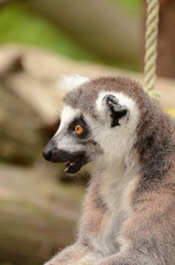 ワオキツネザル