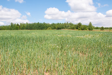 Field and grass in beautiful summer day