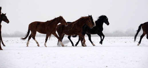 Obraz na płótnie Canvas free spirits, a smal herd of wild and young horses running through snowy landscape