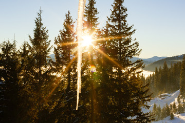 Winter sunset over the ocean. Trees under snow after Christmas snowfalls. Grouse Mountain Park....