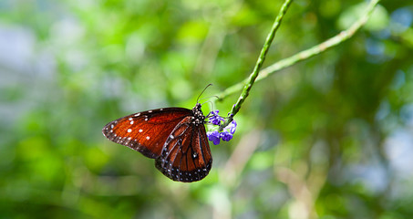Red butterfly sitting on green leaves, beautiful insect in the nature habitat