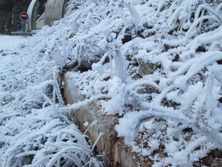 Tiras de hielo formadas por plantas