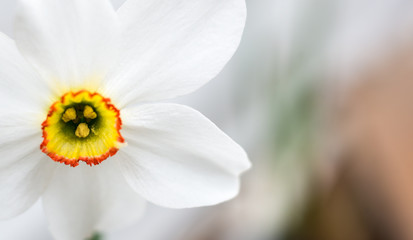 white flower with yellow and orange center