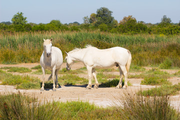Obraz na płótnie Canvas Two white horses standing in greenfield in summer time.