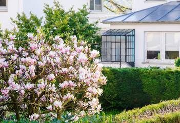 Beautiful Magnolia tree in bloom with magnificent flowers in he garden with French house in the background - spring is here
