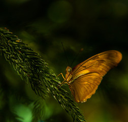 Yellow big butterfly sitting on green leaves, beautiful insect in the nature habitat