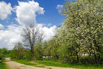 Fototapeta na wymiar beautiful spring garden in the old village