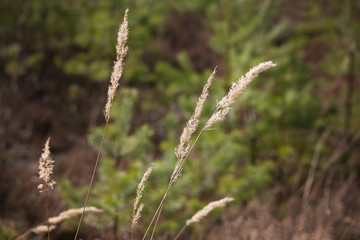 Inflorescence of a grass on a green background. Summer background. For any design.