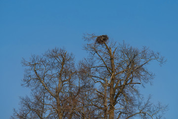 Big nest on the background of the spring blue sky. On the top of the tree a huge nest of migratory birds. Nesting large birds.