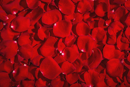 Background of the petals of red roses. A pattern of red petals. Texture of a natural flower. Texture festive. For any design. Posters, postcards, ads, Wallpaper, design. Studio light.