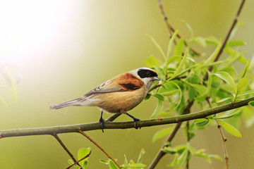 first spring a birdie the  rain and the  leaves of trees with sunny hotspot