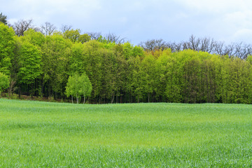 Obraz premium Landscape with trees - desktop images on a computer