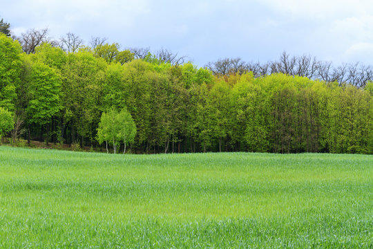 Landscape with trees - desktop images on a computer