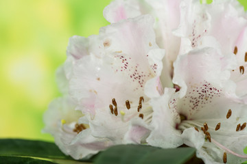 Rhododendron, Rhododendrons - Flowers